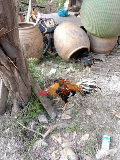 ยกคอก เหลืองหางขาว พ่อไก่ แม่ไก่ รูปที่ 10