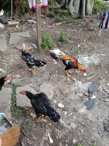 ยกคอก เหลืองหางขาว พ่อไก่ แม่ไก่ รูปที่ 2