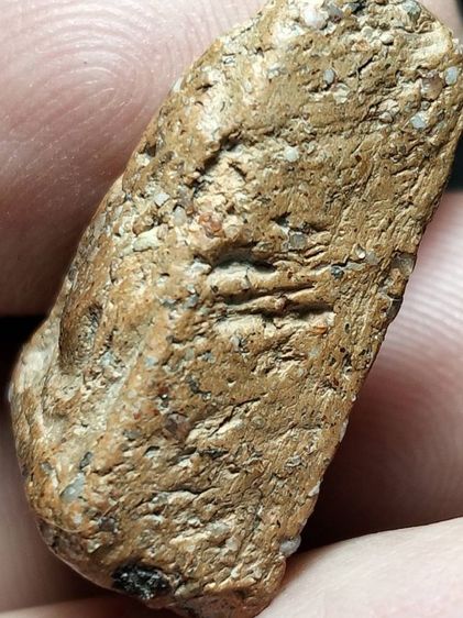 นางพญาอกนูนเล็กพิษณุโลกเนื้อดินครับ รูปที่ 7