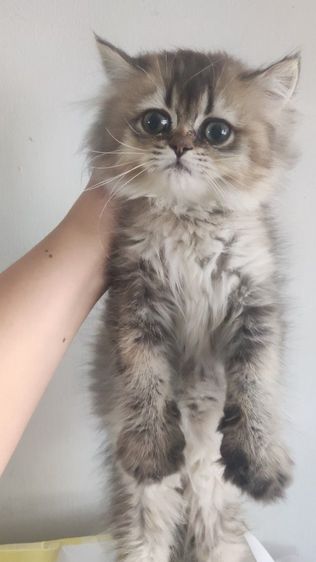 แมวบริติช