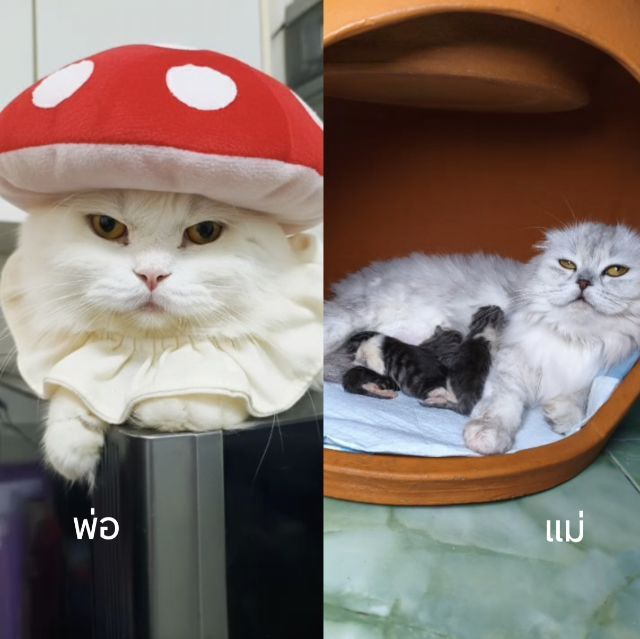 ด.ช.เสือดาว สก็อตติช พกใบscfc รูปที่ 5