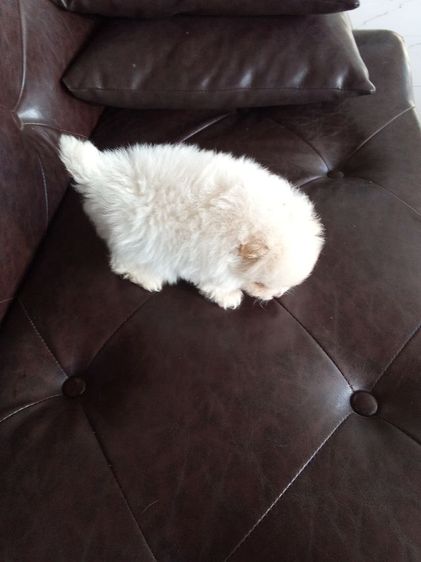 ปอมเพศเมีย รูปที่ 4