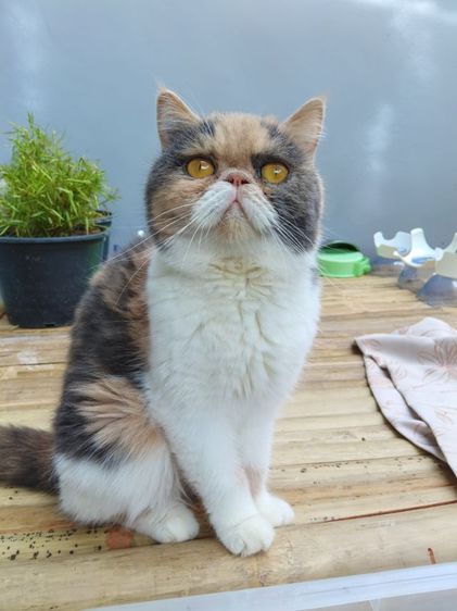 แมวเอ๊กโซติกเพศเมีย