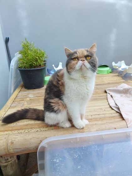 แมวเอ๊กโซติกเพศเมีย รูปที่ 8