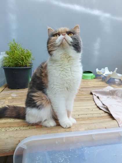 แมวเอ๊กโซติกเพศเมีย รูปที่ 3