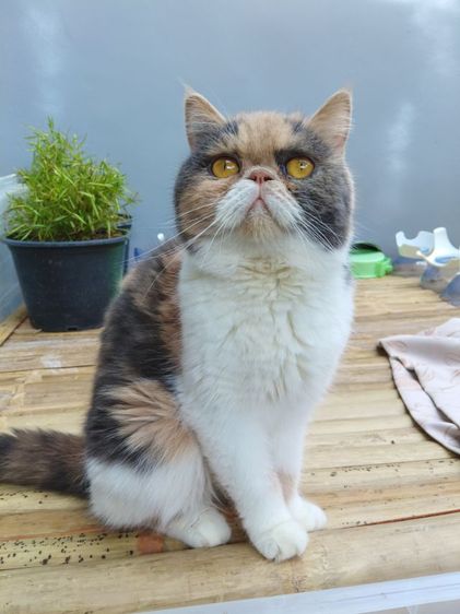 แมวเอ๊กโซติกเพศเมีย รูปที่ 5