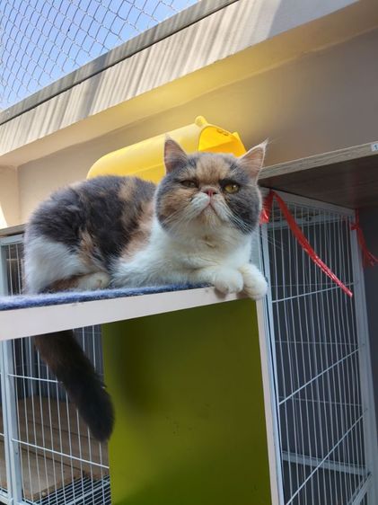 แมวเอ๊กโซติกเพศเมีย รูปที่ 6