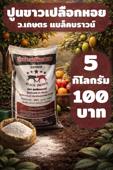 ปูนขาวเปลือกหอย