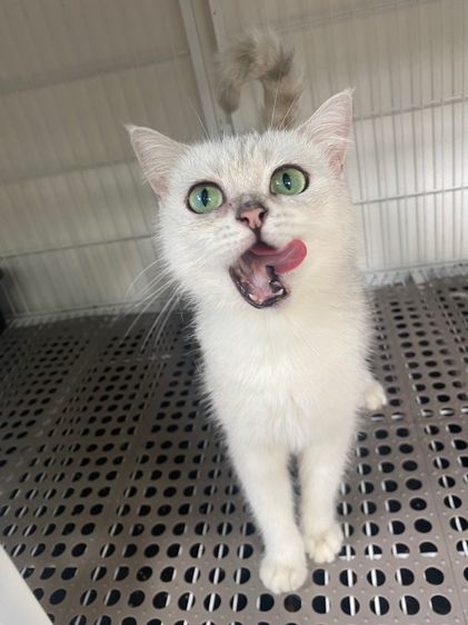 บริติช รูปที่ 2