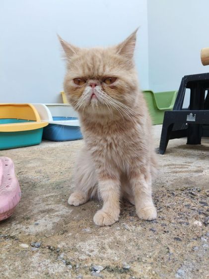 แมวเอ็กโซติกเพศเมีย รูปที่ 3