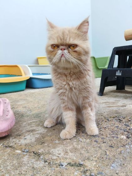 แมวเอ็กโซติกเพศเมีย รูปที่ 7