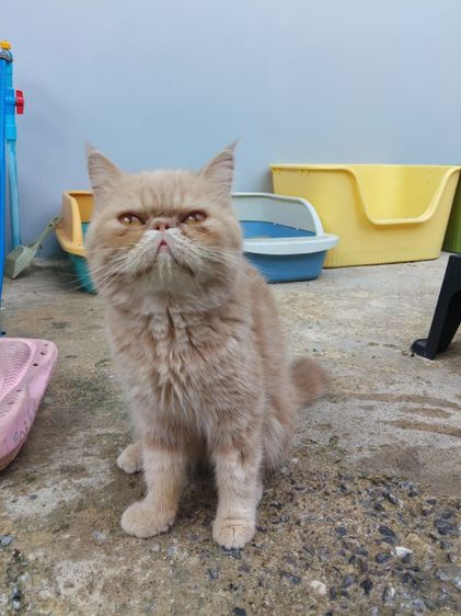 แมวเอ็กโซติกเพศเมีย รูปที่ 2