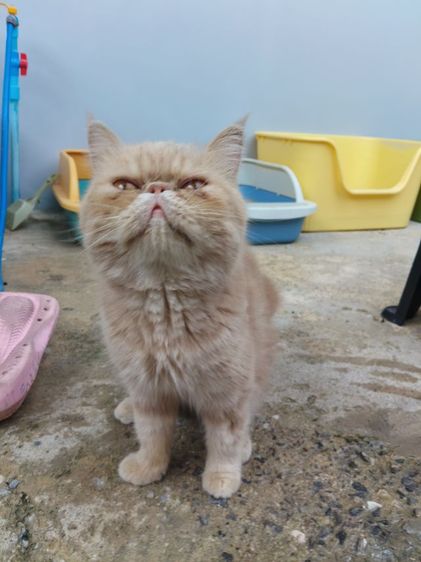 แมวเอ็กโซติกเพศเมีย รูปที่ 5