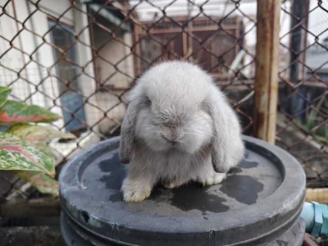 กระต่าย HL 