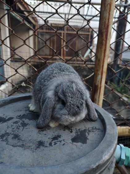 กระต่าย HL  รูปที่ 3