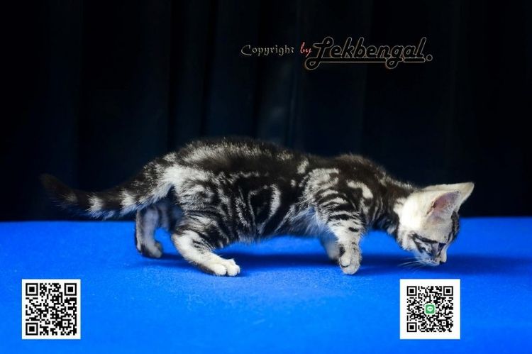 ลูกแมวสุดสวยตัวสุดท้ายของคอก อเมริกันชอตแฮร์ พันธุ์แท้ สีซิลเวอร์ เพศเมีย  รูปที่ 9