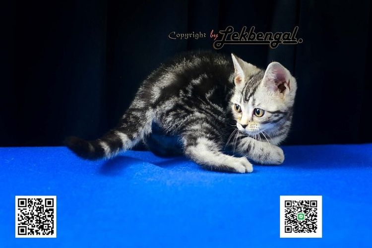 ลูกแมวสุดสวยตัวสุดท้ายของคอก อเมริกันชอตแฮร์ พันธุ์แท้ สีซิลเวอร์ เพศเมีย  รูปที่ 6