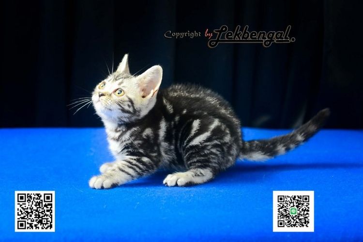 ลูกแมวสุดสวยตัวสุดท้ายของคอก อเมริกันชอตแฮร์ พันธุ์แท้ สีซิลเวอร์ เพศเมีย  รูปที่ 3