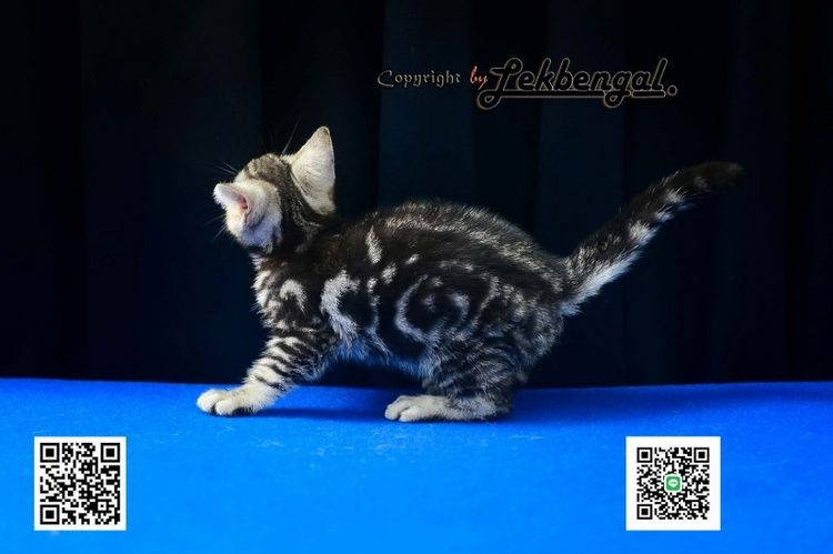 ลูกแมวสุดสวยตัวสุดท้ายของคอก อเมริกันชอตแฮร์ พันธุ์แท้ สีซิลเวอร์ เพศเมีย  รูปที่ 7