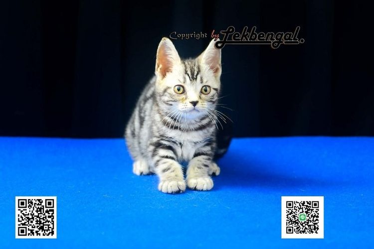 ลูกแมวสุดสวยตัวสุดท้ายของคอก อเมริกันชอตแฮร์ พันธุ์แท้ สีซิลเวอร์ เพศเมีย  รูปที่ 5