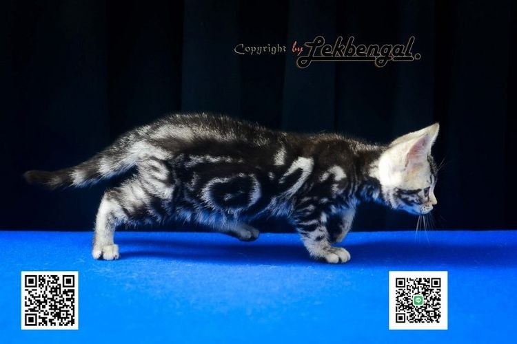 ลูกแมวสุดสวยตัวสุดท้ายของคอก อเมริกันชอตแฮร์ พันธุ์แท้ สีซิลเวอร์ เพศเมีย  รูปที่ 8