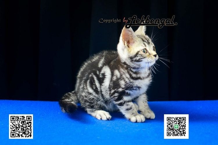อเมริกัน ชอร์ตแฮร์ (American Shorthair) ลูกแมวสุดสวยตัวสุดท้ายของคอก อเมริกันชอตแฮร์ พันธุ์แท้ สีซิลเวอร์ เพศเมีย 