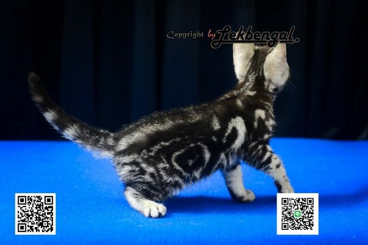 ลูกแมวสุดสวยตัวสุดท้ายของคอก อเมริกันชอตแฮร์ พันธุ์แท้ สีซิลเวอร์ เพศเมีย  รูปที่ 2