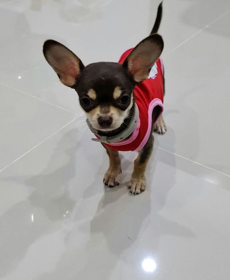 สุนัข รูปที่ 2