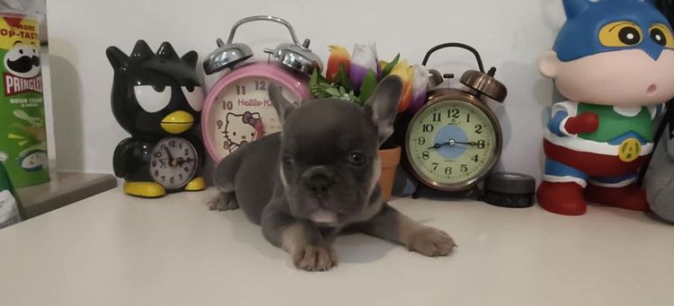 เฟร้นสีไลแลค รูปที่ 4