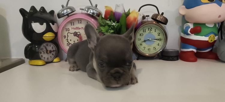 เฟร้นสีไลแลค