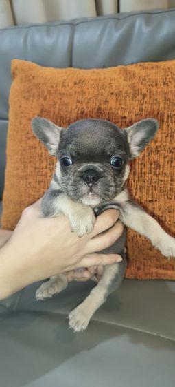 เฟร้นสีไลแลค รูปที่ 5