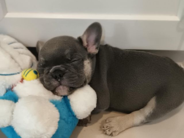 เฟร้นสีไลแลค รูปที่ 2