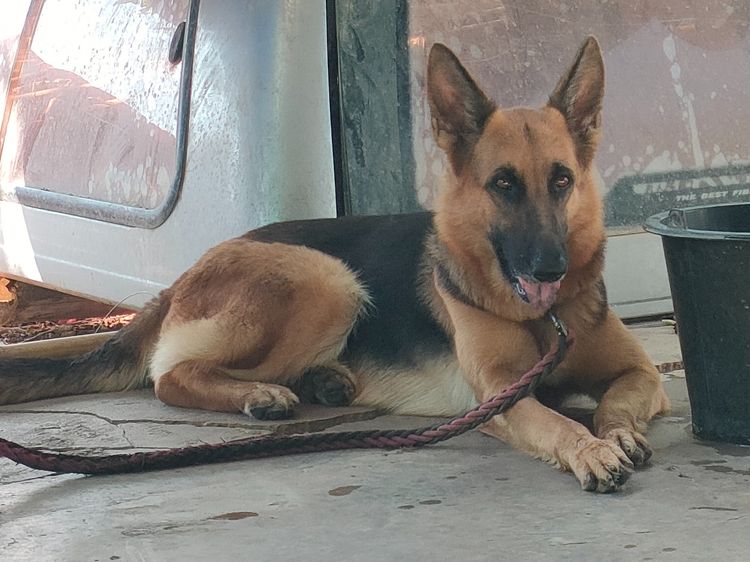 สุนัขเยอรมันเชฟเพิร์ด รูปที่ 2