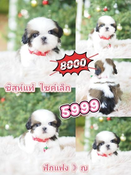 ชิสุ 5999