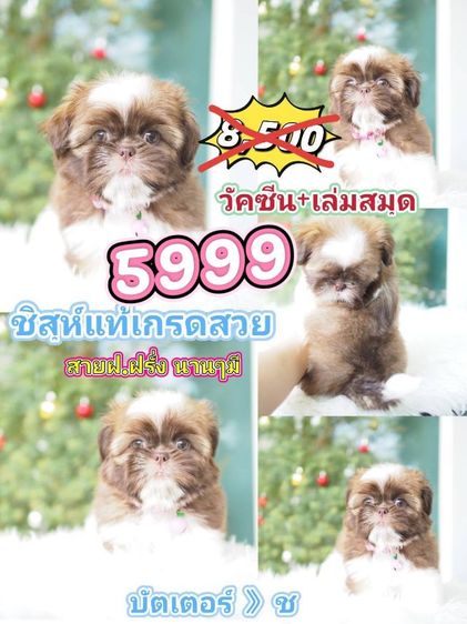 ชิสุ 5999 รูปที่ 2