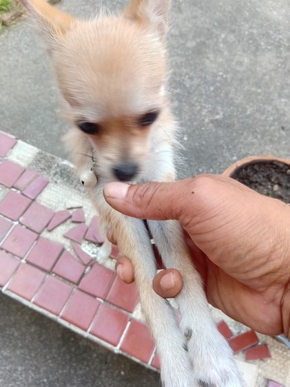 ชิวาวา (Chihuahua) เล็ก สุนัข ชิวาว่า