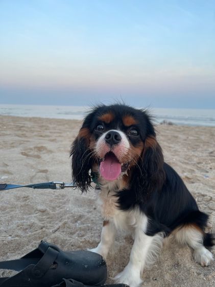 puppy รูปที่ 2