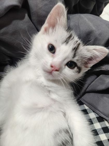 สก็อตติช โฟลด์ (Scottish Fold) สก้อตติช