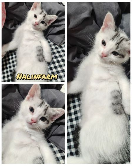 สก้อตติช รูปที่ 2