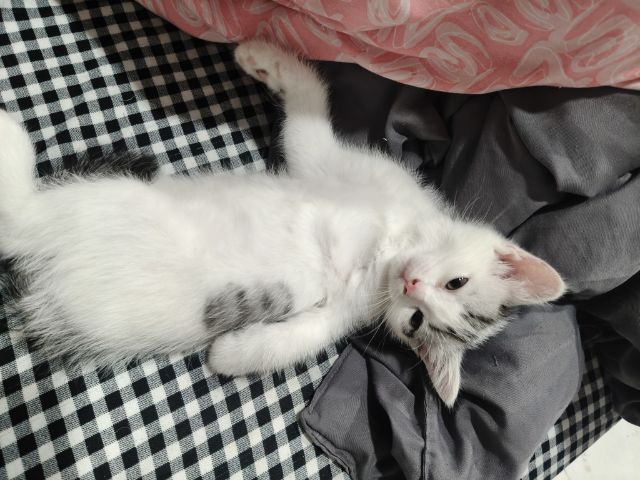 สก้อตติช รูปที่ 3