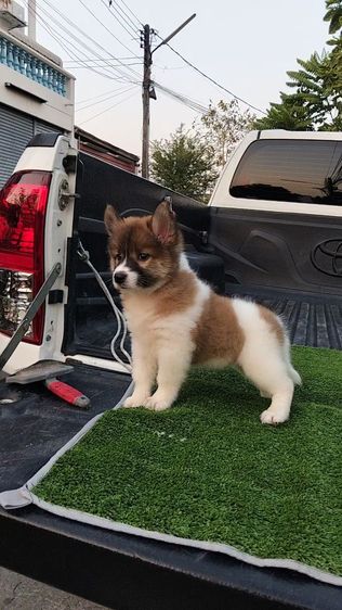 ลูกหมาบางแก้ว รูปที่ 3