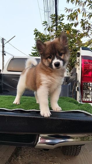 บางแก้ว (Thai Bangkaew Dog) กลาง ลูกหมาบางแก้ว