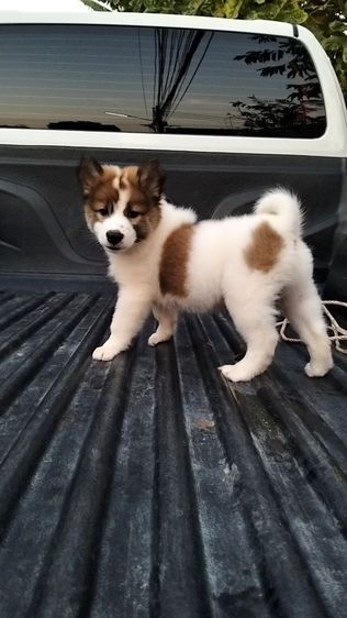 บางแก้ว (Thai Bangkaew Dog) กลาง ลูกหมาบางแก้ว