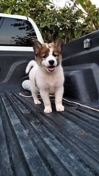 ลูกหมาบางแก้ว รูปที่ 3