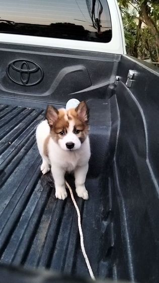 ลูกหมาบางแก้ว รูปที่ 4