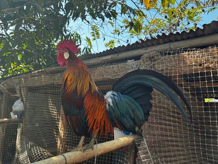 ไก่ต่อหูขาว รูปที่ 3