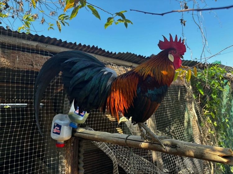 ไก่ต่อหูขาว