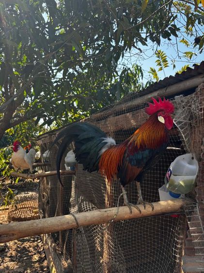 ไก่ต่อหูขาว รูปที่ 2