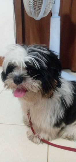 สุนัขชิสุเพศผู้4เดือน รูปที่ 3