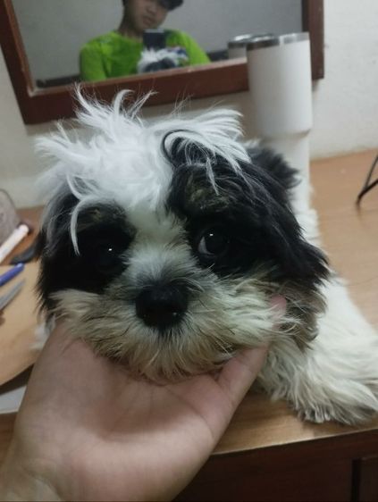 สุนัขชิสุเพศผู้4เดือน รูปที่ 4